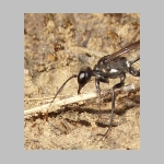 Ammophila sabulosa - Sandwespe 56 20mm beim Nestverschluss.jpg